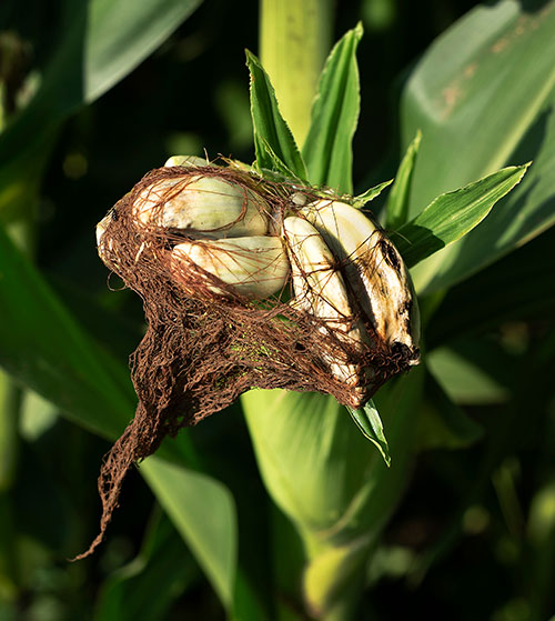 Example of corn head smut fungus disease on ears of rotting corn in farm field.